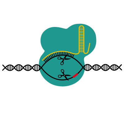 graphic of two scissors cutting a strand of DNA