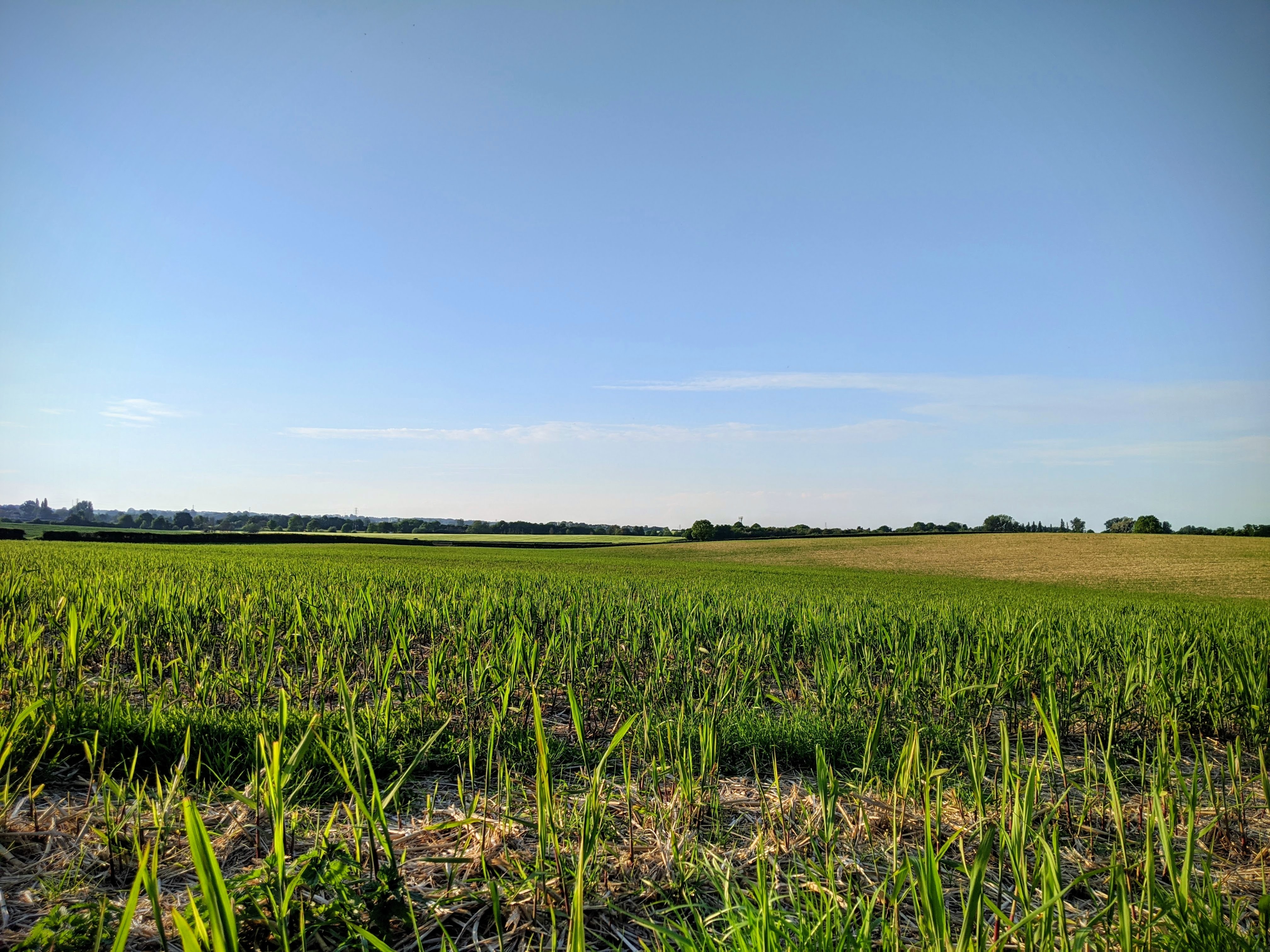 Image of  grass field