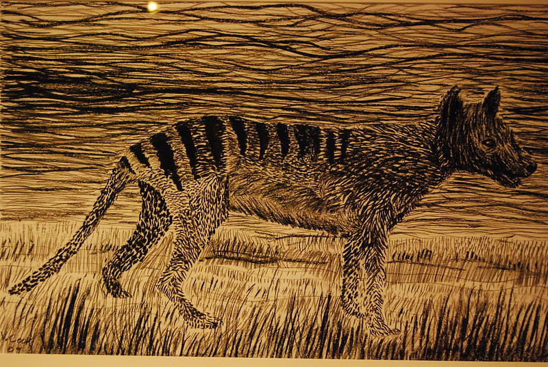 tasmanian tiger