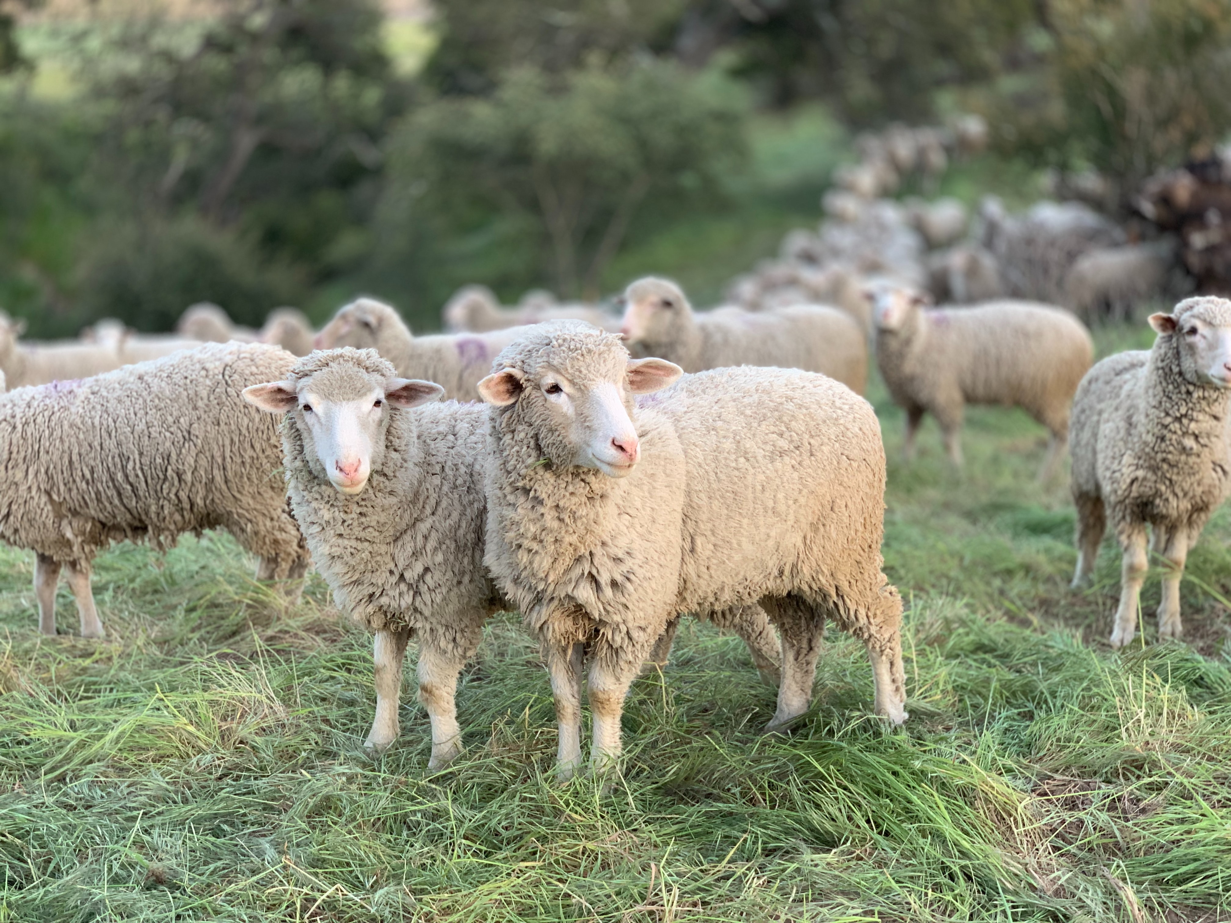 a flock of sheep standing in the grass