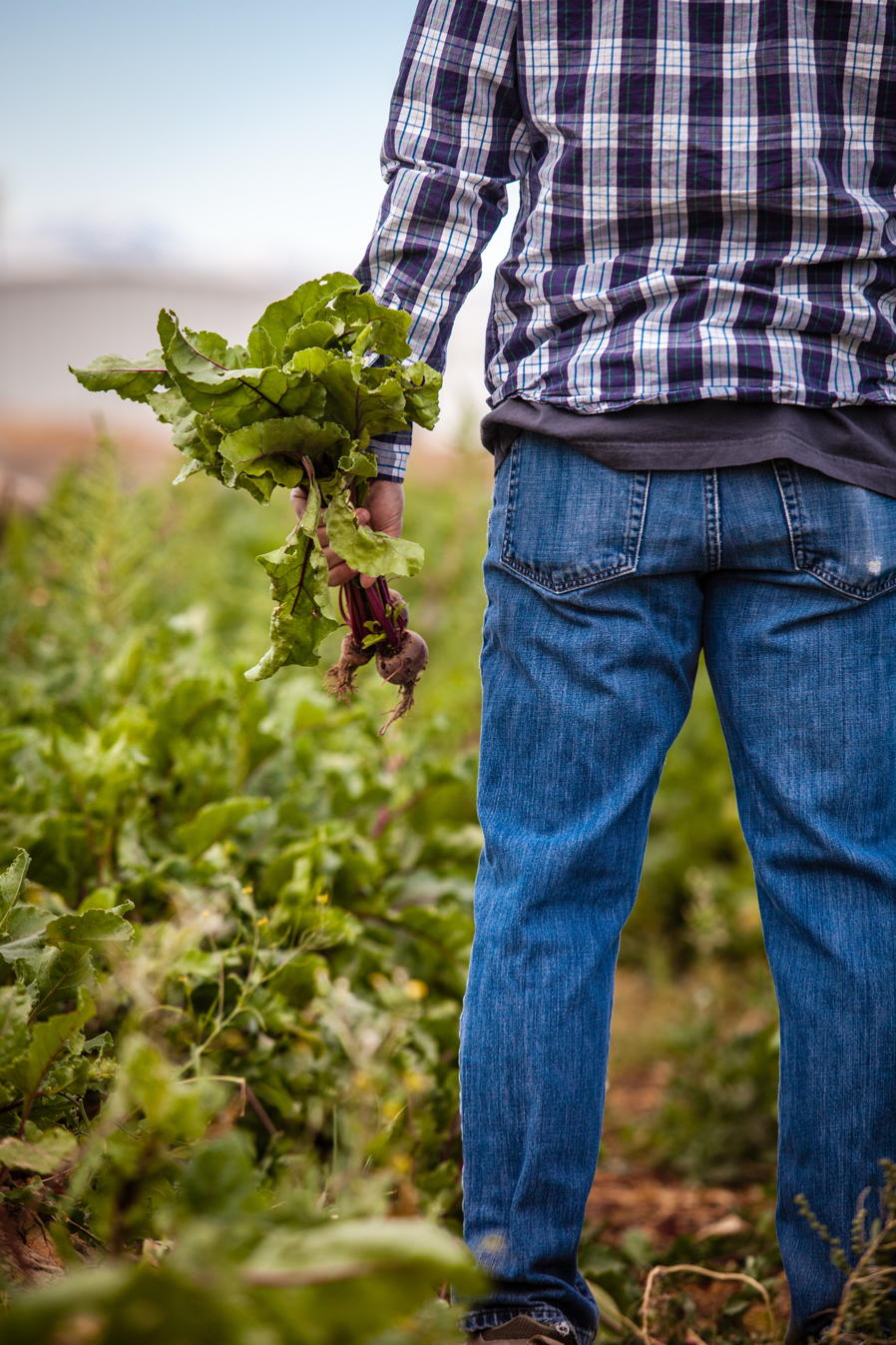 a person pulling a plant out of the ground