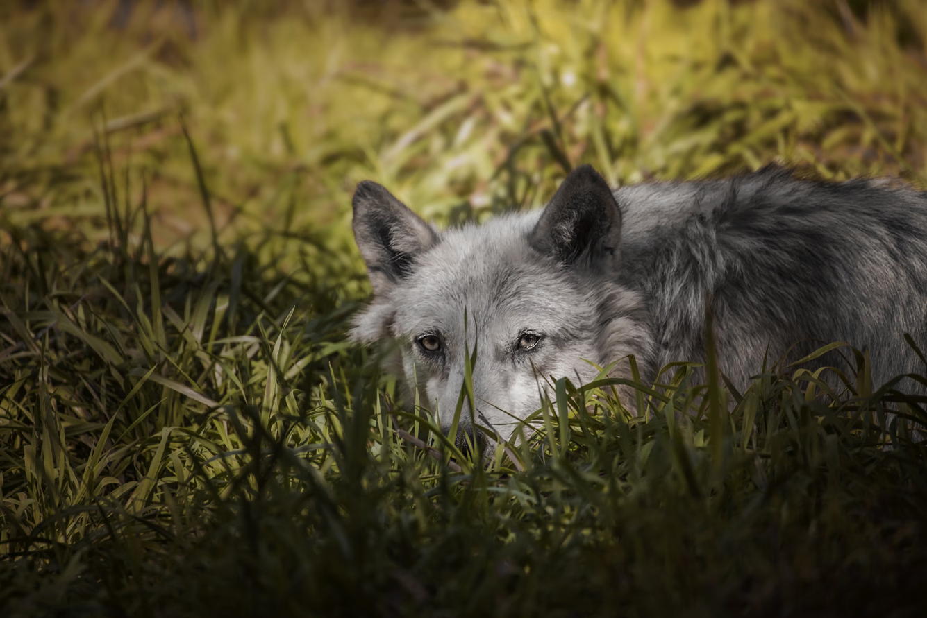 wolf