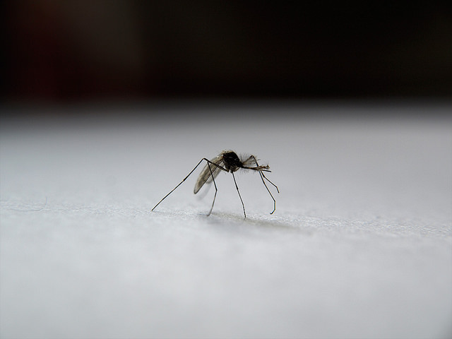 Close-up of a mosquito