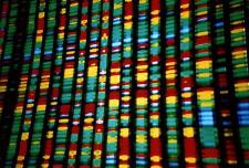 Colorful DNA stains are displayed side by side.