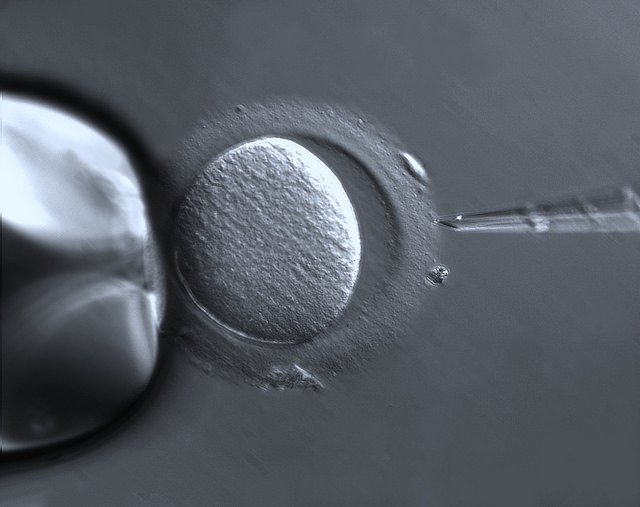 A micropipette injecting something into an egg