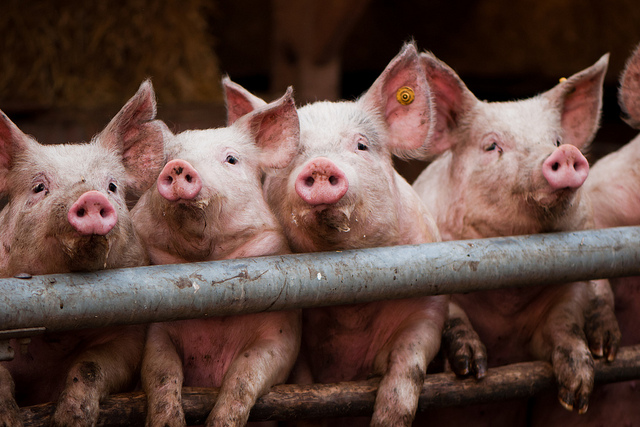 Four pigs pear over a metal bar.