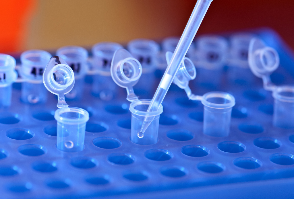 4 open micro-centrifuge tubes being filled by pipet with DNA.