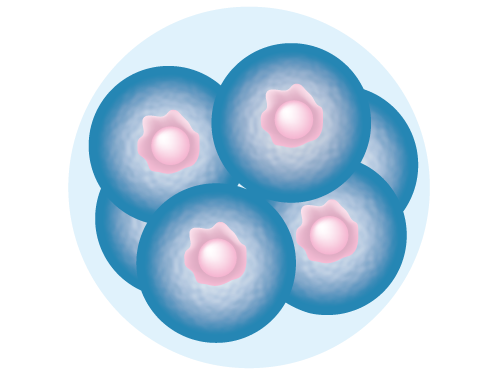 Illustration of an 8-cell stage embryo 