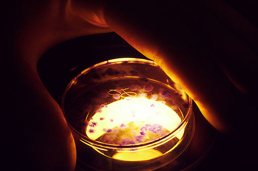 A lab scientist views a petri dish that is illuminated by a microscope light.