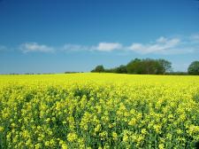 Landscape photo of green field and a blue sky with clouds.