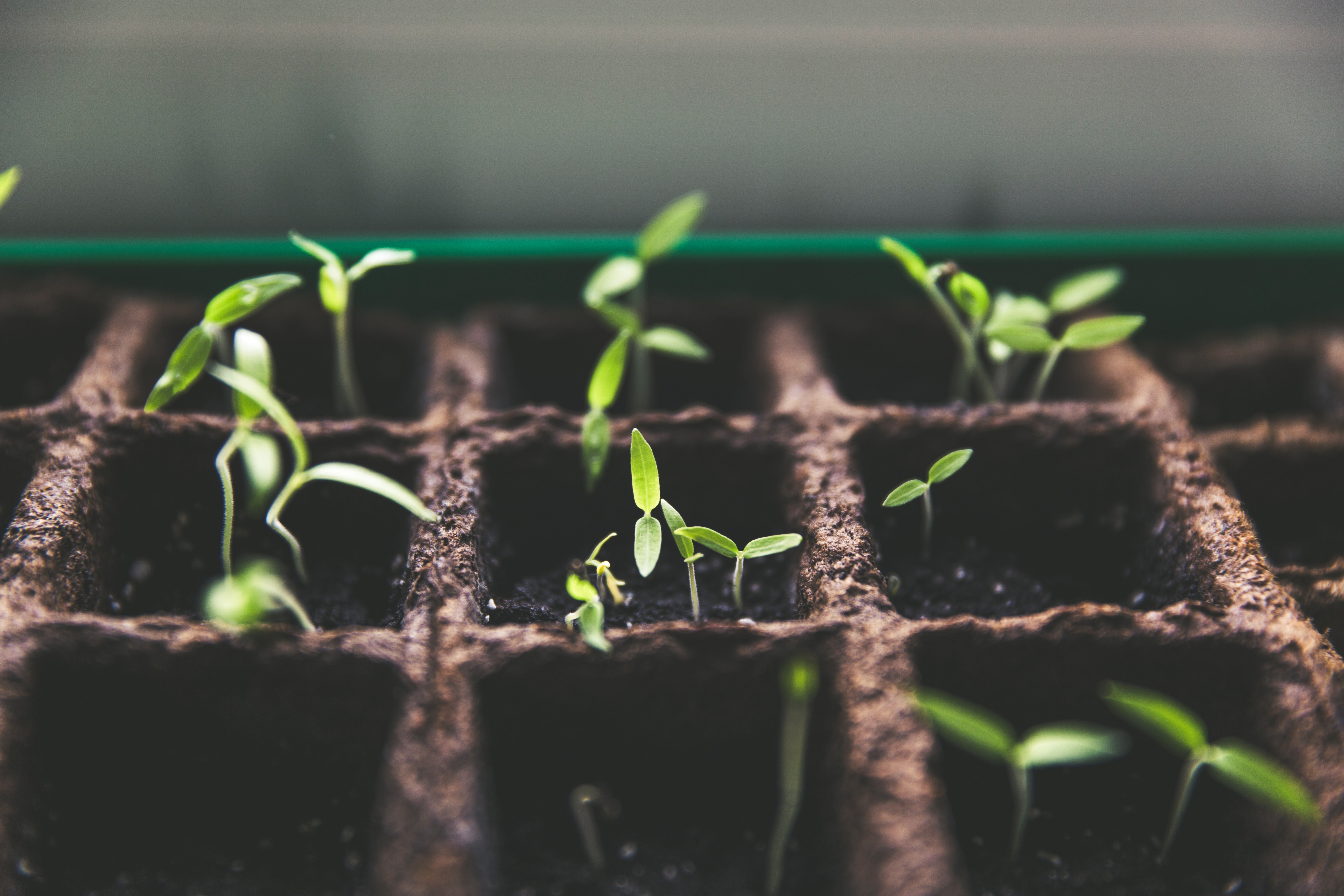 baby plants