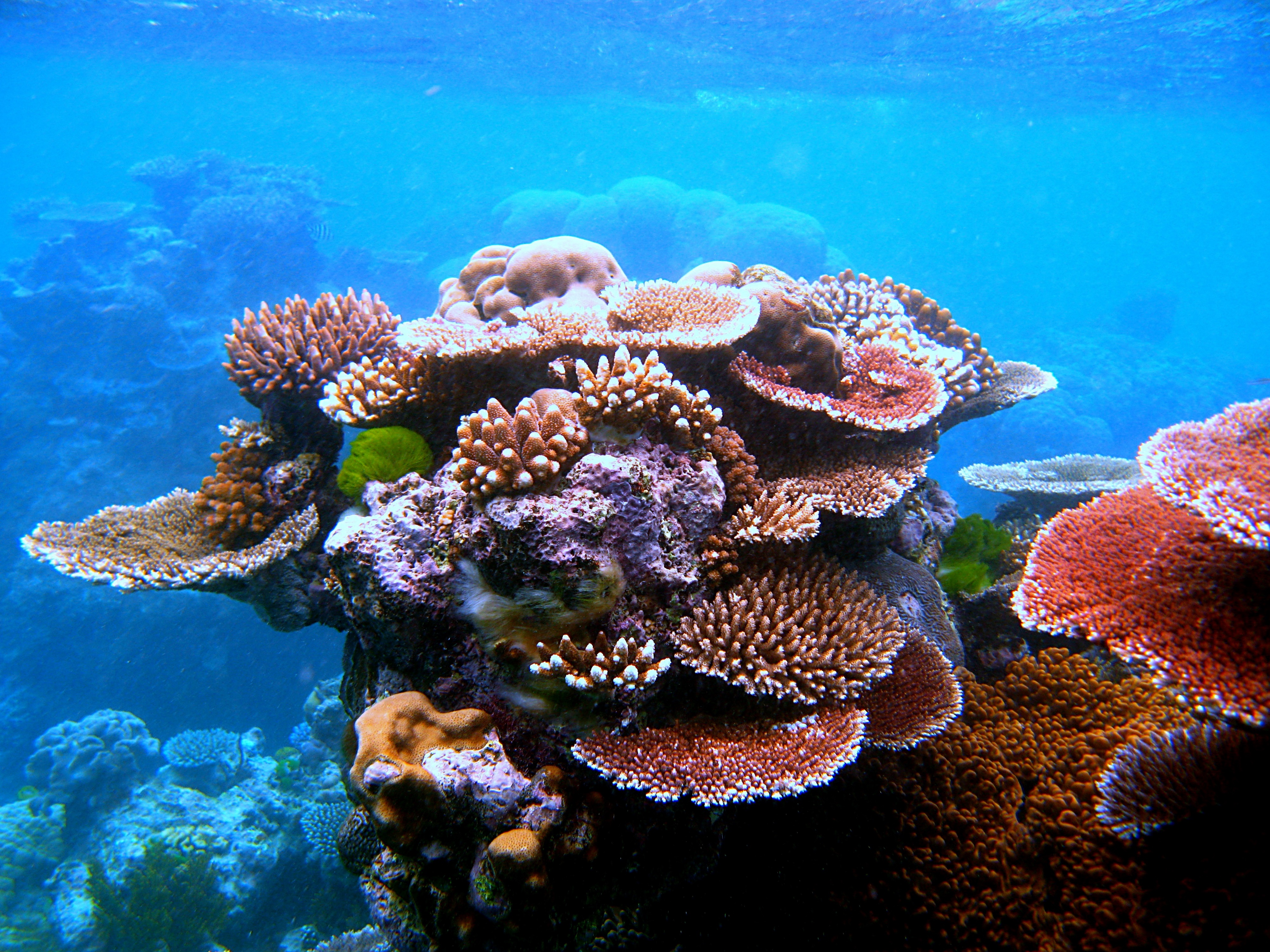 Underwater coral reef