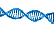 A strand of DNA, in blue.