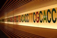 DNA sequence letters