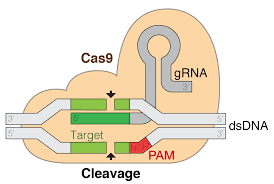 Image of CAS9