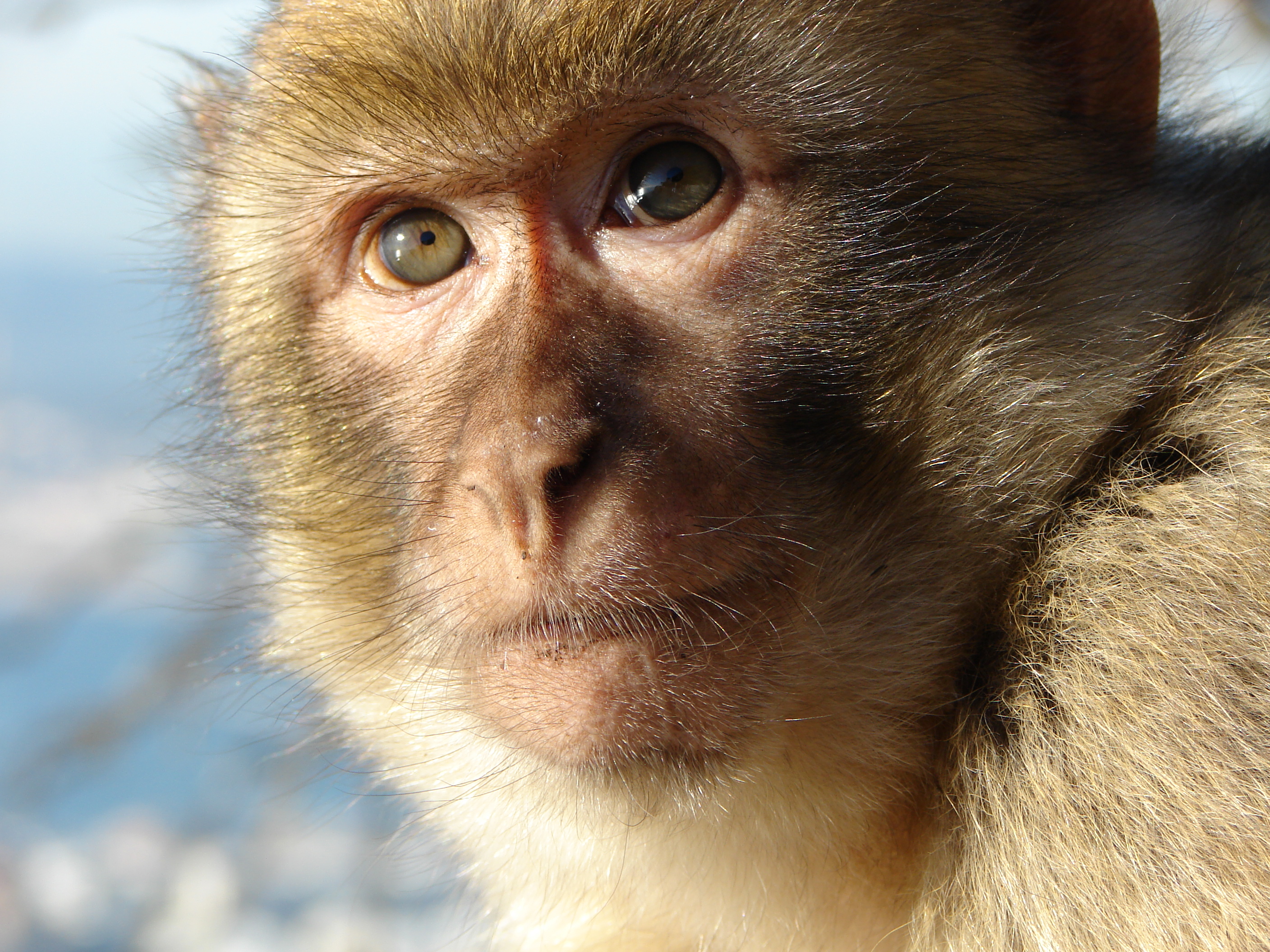 Close-up of macaque monkey