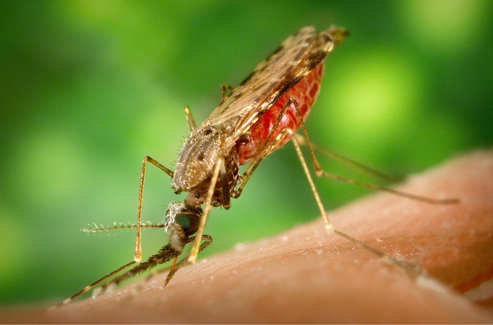 Mosquito on skin