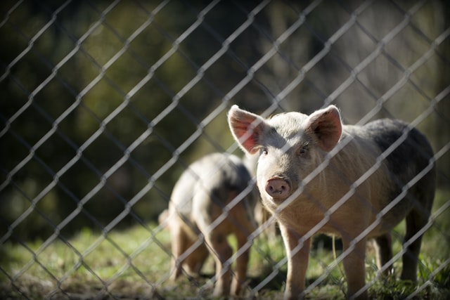 Two pigs behind fence