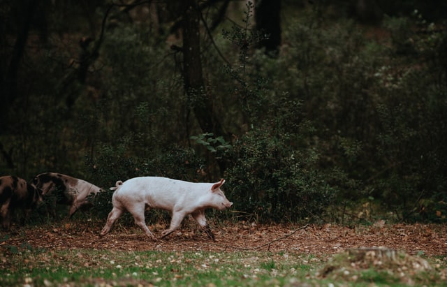 running pig