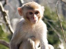 A monkey sits by tree branches