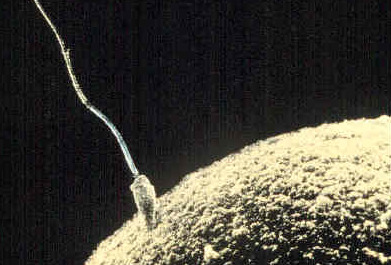 Sperm cell reaching an egg cell