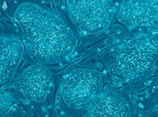 Stem cells under microscope dyed blue