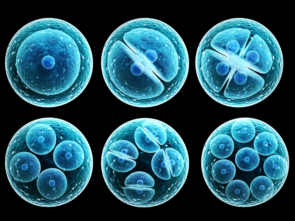 Stem cell division 