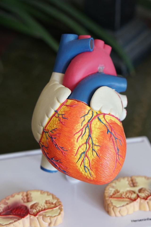 model of a heart