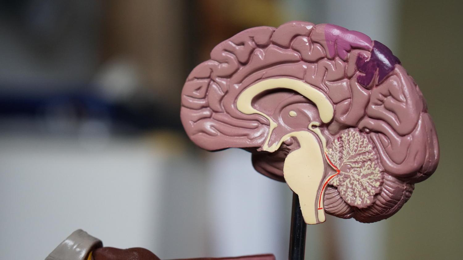 model of the brain in a lab