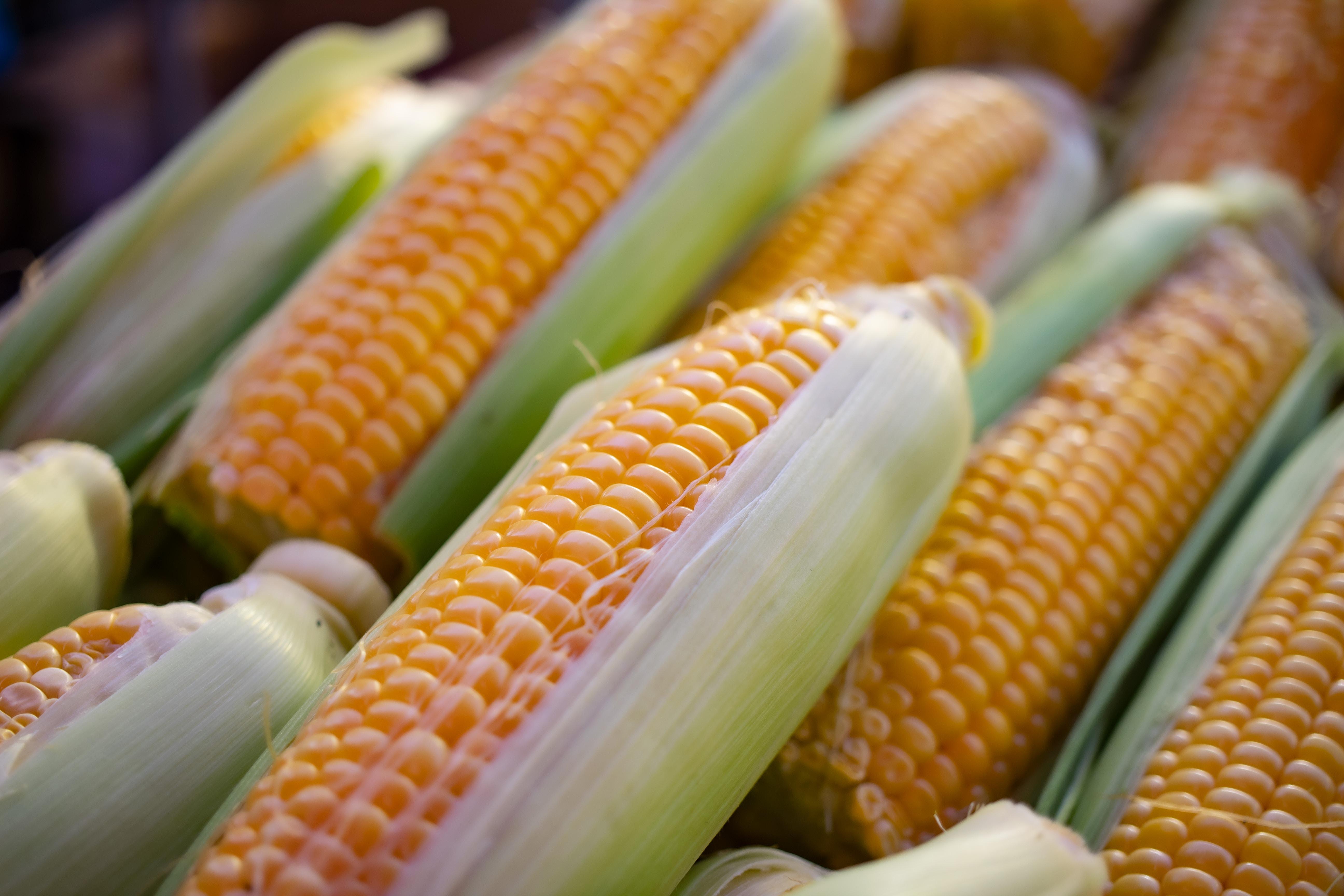 corn in husk