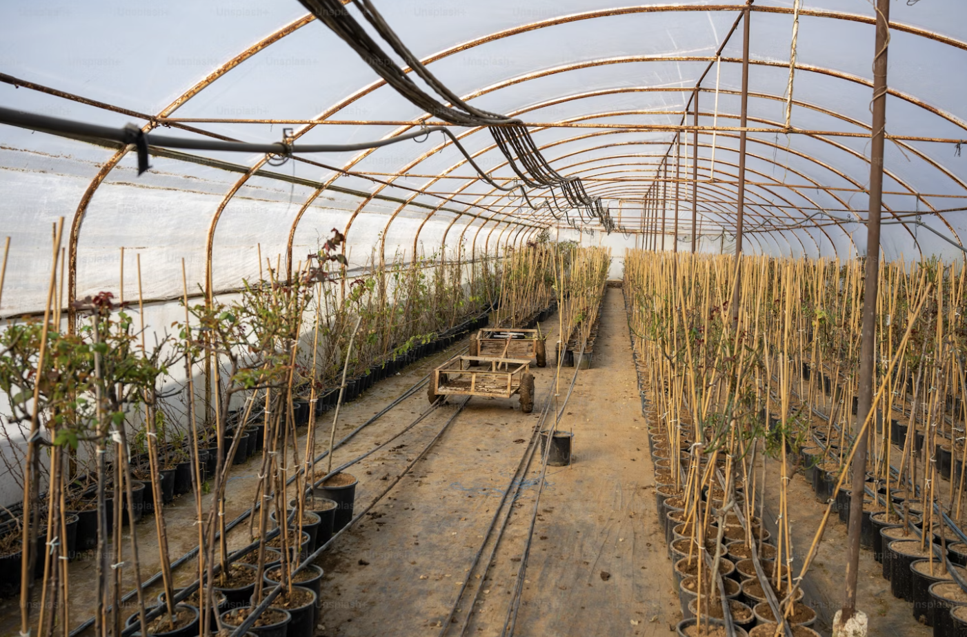 Spacious greenhouse with growing potted plants lined up in several rows. 