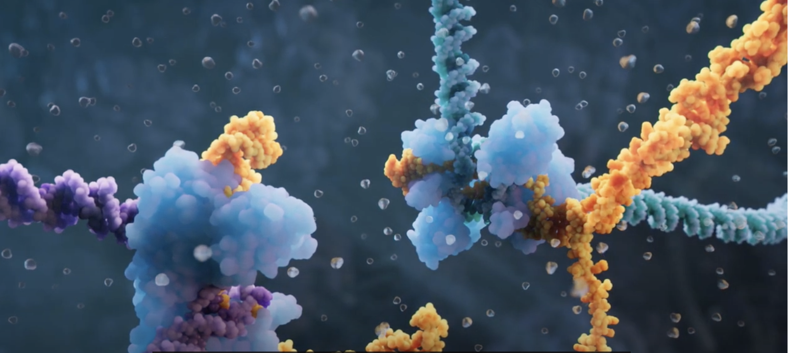 Partial image from Bridge Recombination Mechanism video