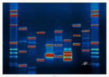 DNA Printout