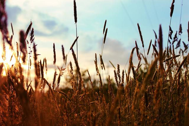 Landscape photo of a corn field, with blue sky in the background.