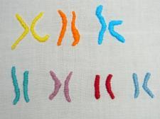 An embroidered set of chromosomes  in rainbow colors are pictured close up.