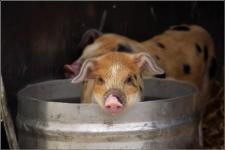 pig in a bucket