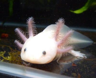 An axolotl