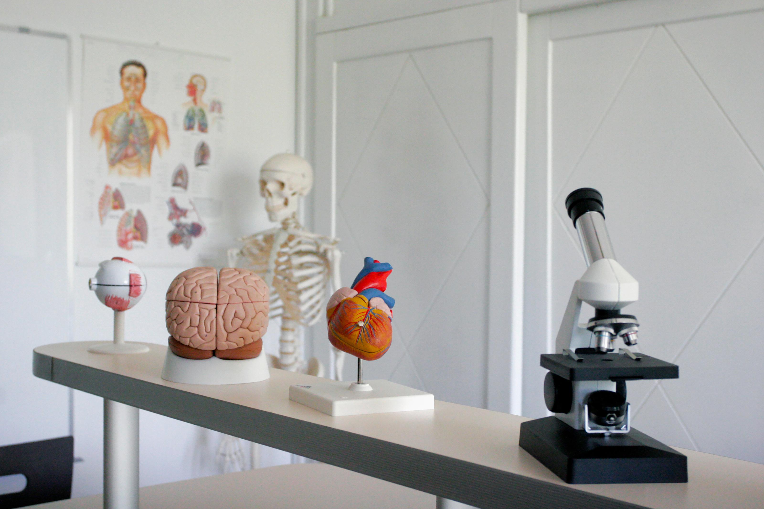 biology classroom with a microscope and synthetic human brain and heart