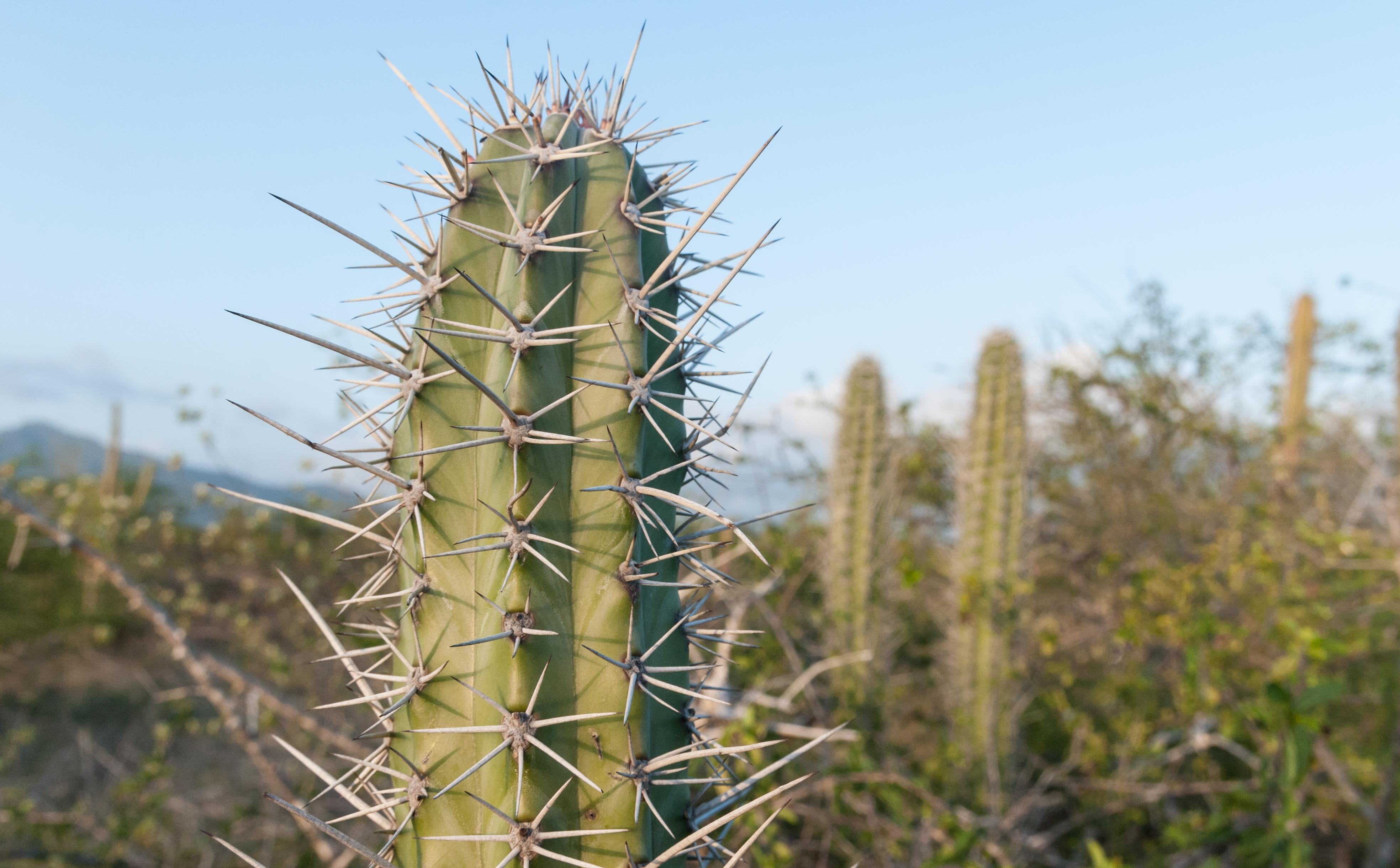 a cactus