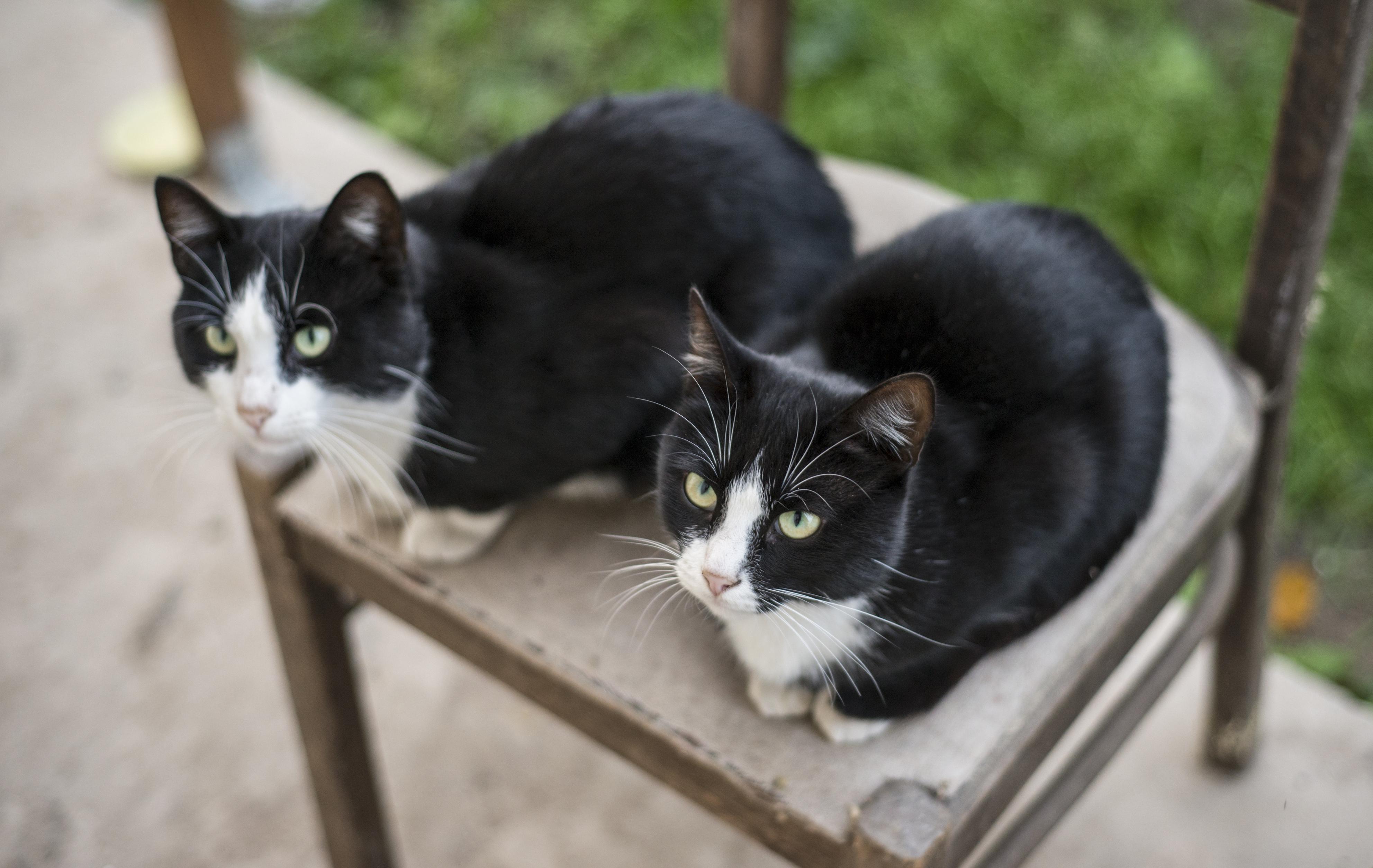 two identical cats