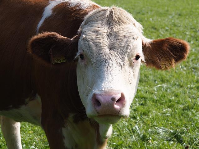 In a grass field, a brown and white cow stares. On its right ear, there is an identification tag.