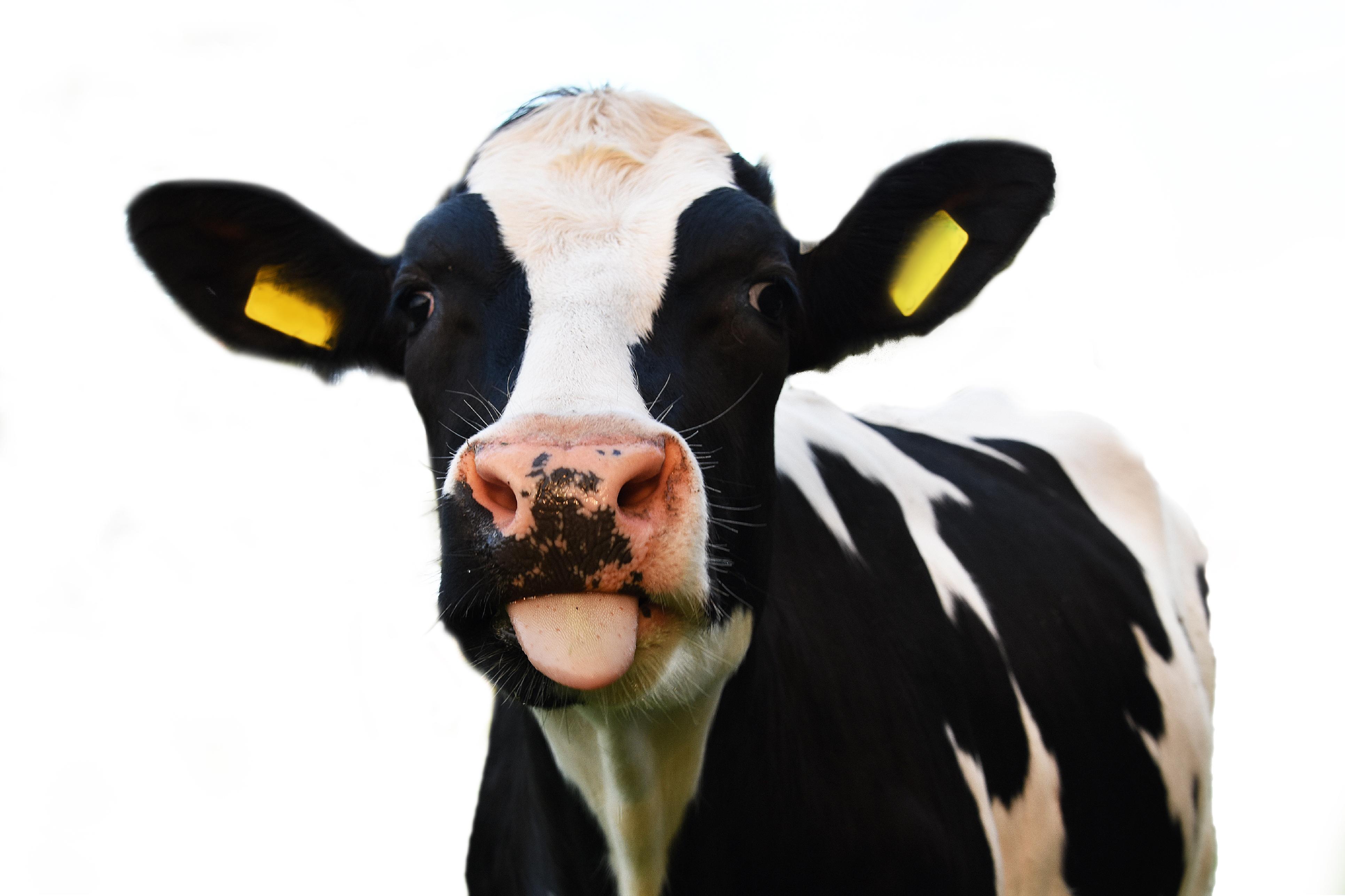 black and white cow with yellow tags in its ears