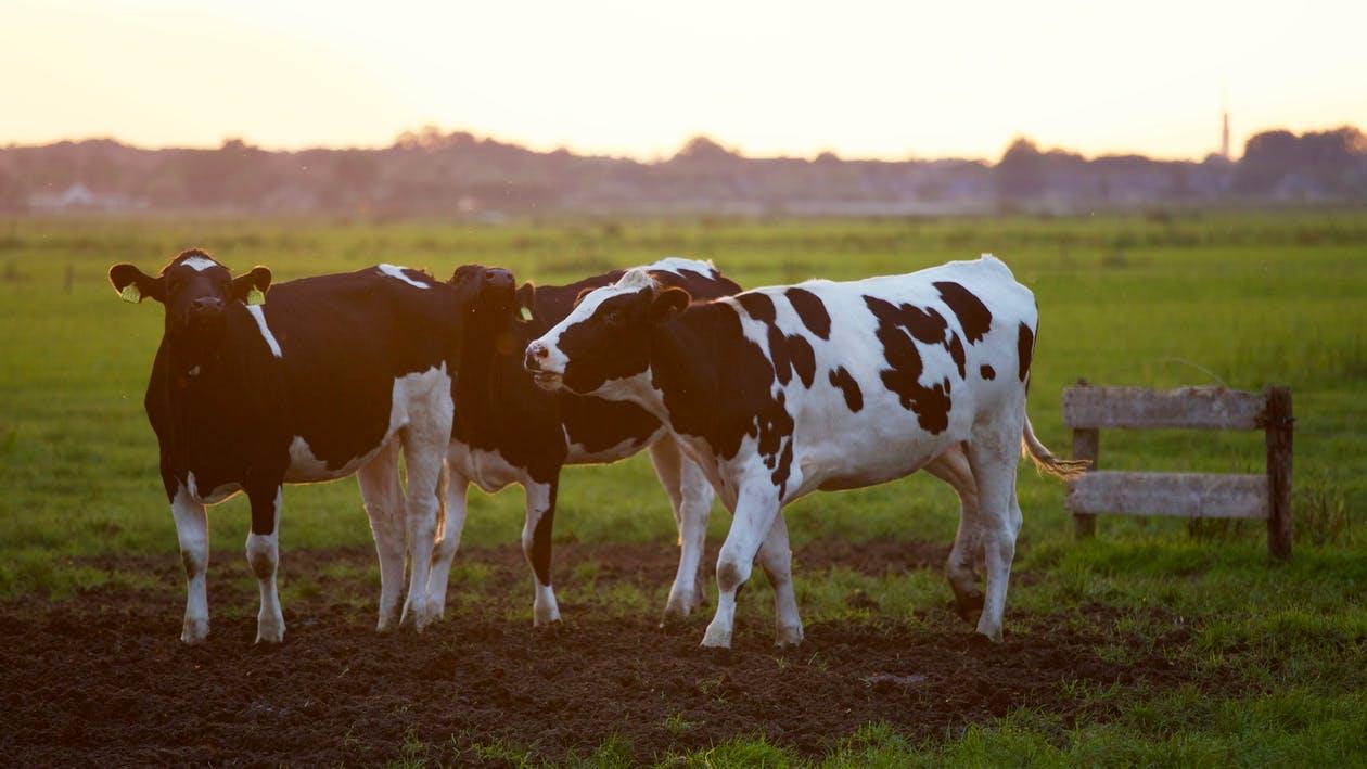 Three cows grazing in grass