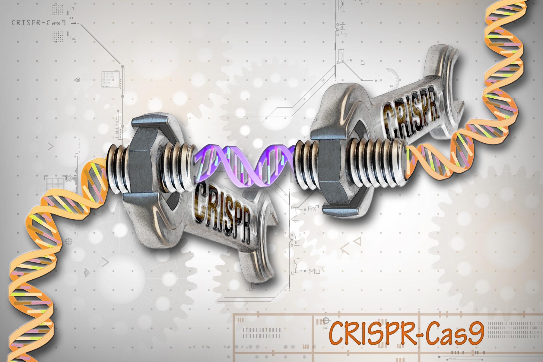 Illustrated graphic representing CRISPR as a mechanical wrench for machines. It is unscrewing and screwing in DNA strands.