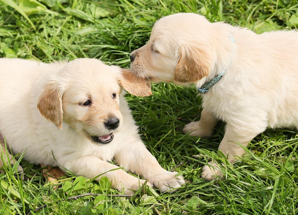 Two light tan dogs playing in the grass.