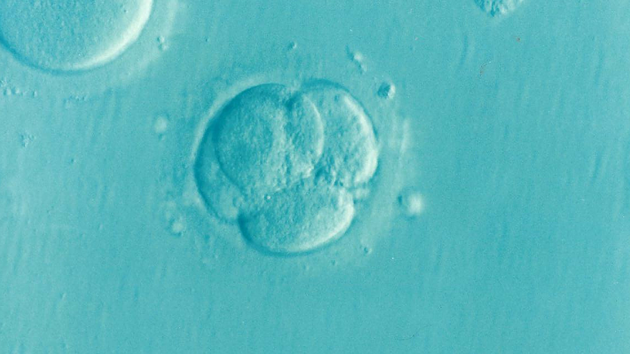 an embryo