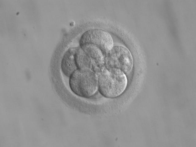 an 8-cell embryo