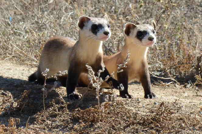 two ferrets