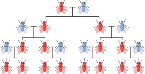 illustrative ancestry chart