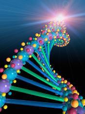 a dna double helix